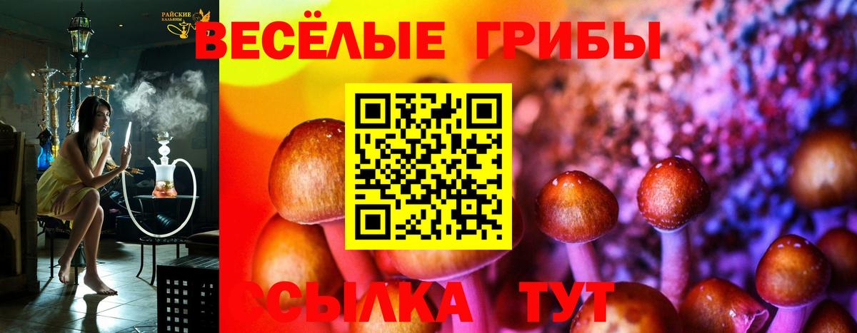 Галлюциногенные грибы Psilocybine cubensis Сосновый Бор